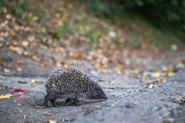 科瓦奇：这是场视觉盛宴，但我们没赢这种精彩又有什么意义呢